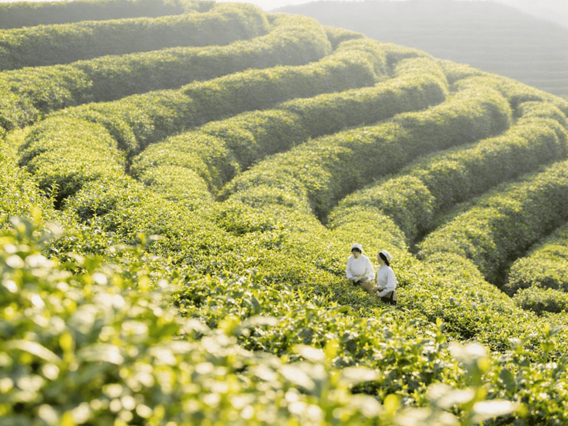 Jasmine tea and brewing scene